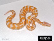 Lavender Albino male pkg #2