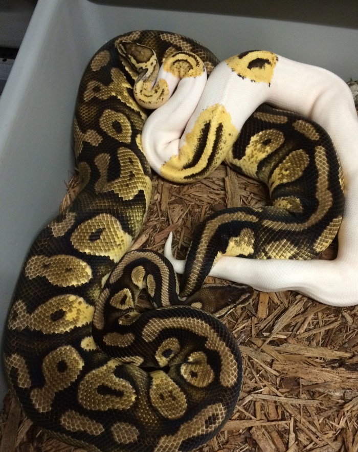 Firefly Piebald x Pastel het Piebald