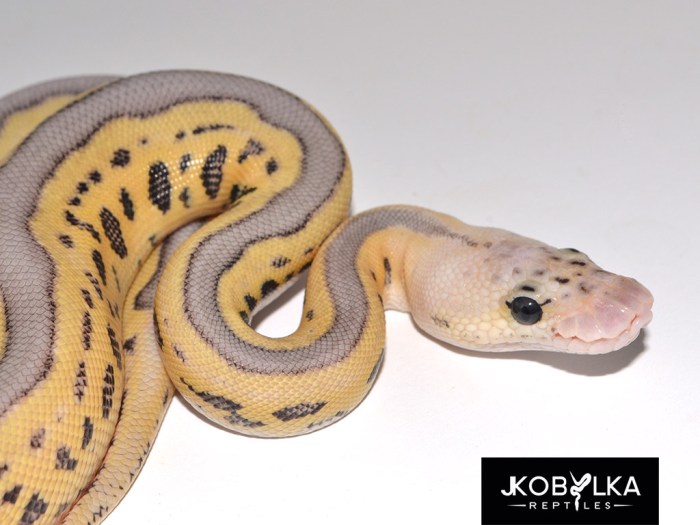 Killer Leopard Clown