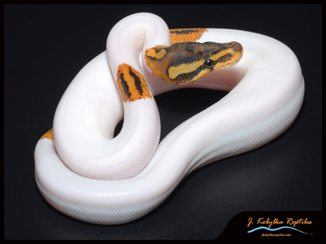 Genex Ball Python All about GeneX! What I know right now… | The Ball Street Journal