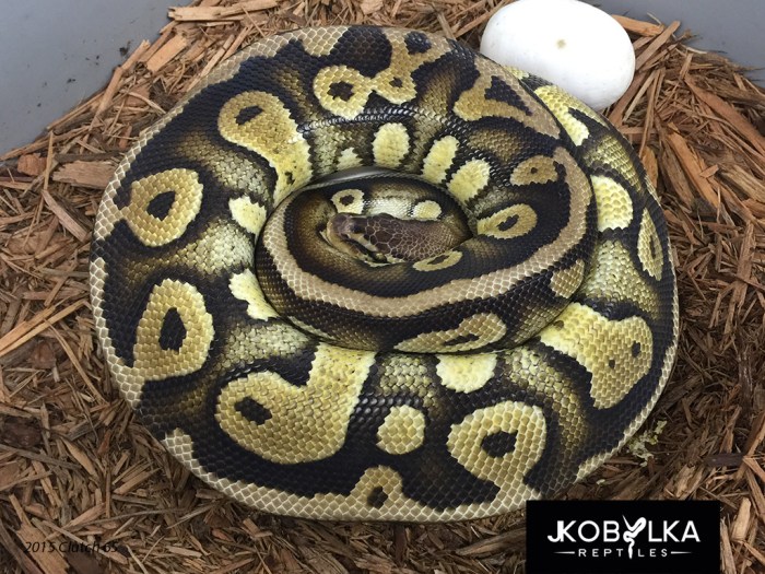 Genex Ball Python All about GeneX! What I know right now… | The Ball Street Journal
