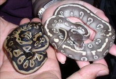 05phantom_and_superphantom_jpg