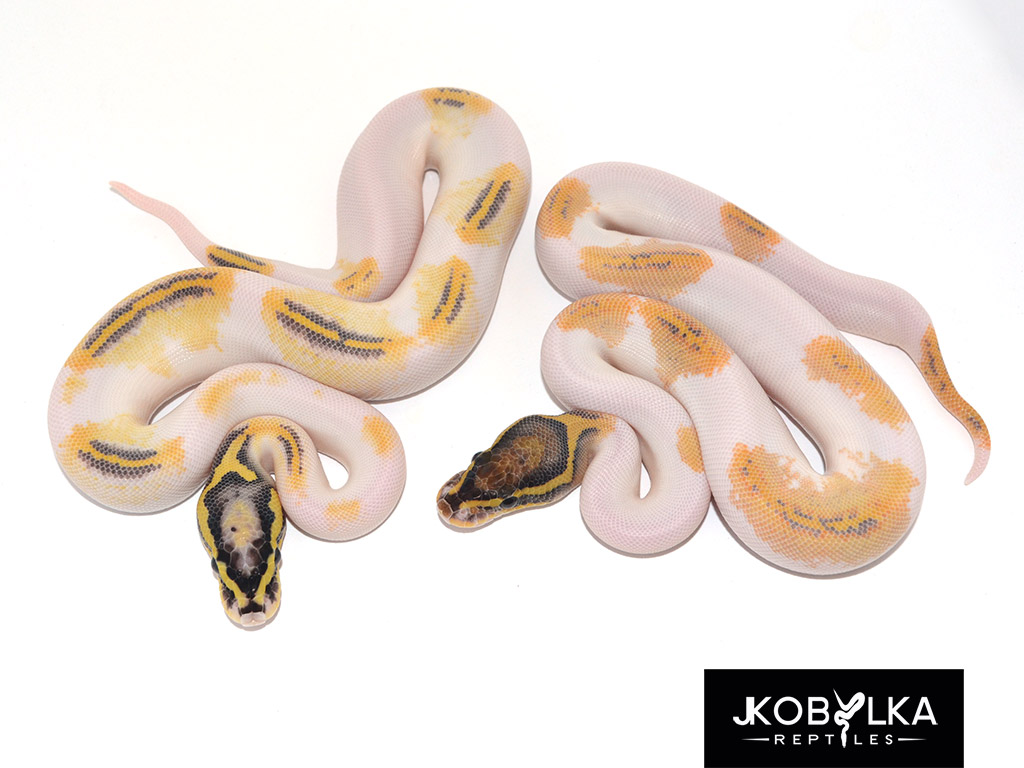 Understanding Allelic Genes in Ball Pythons! | The Ball Street Journal