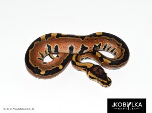 16190_m-*Puzzlebck66HCln_02